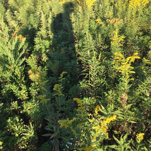 Meet your Posher, Greta - Picture 1 of 1